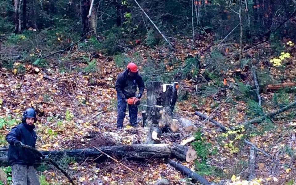 Équipe de travail nettoyant un terrain en coupant un tronc d'arbre