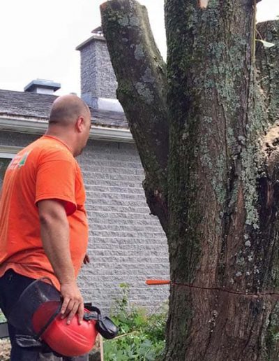 Homme inspectant un immense tronc d'arbre à retirer